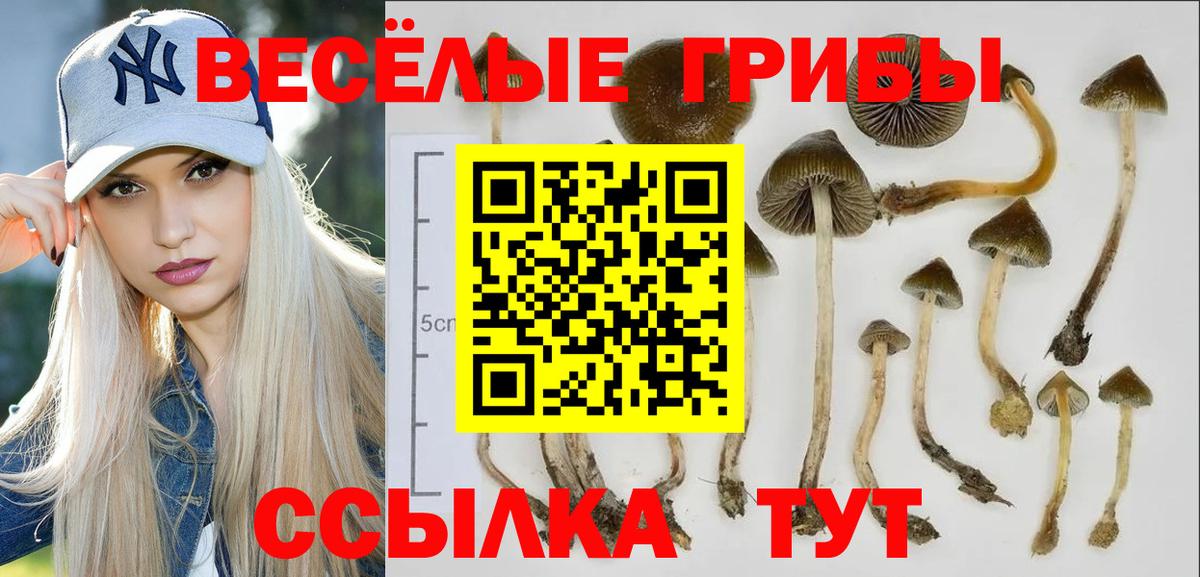 Псилоцибиновые грибы Cubensis  Вход с VPN  магазин продажи наркотиков  Малоярославец 