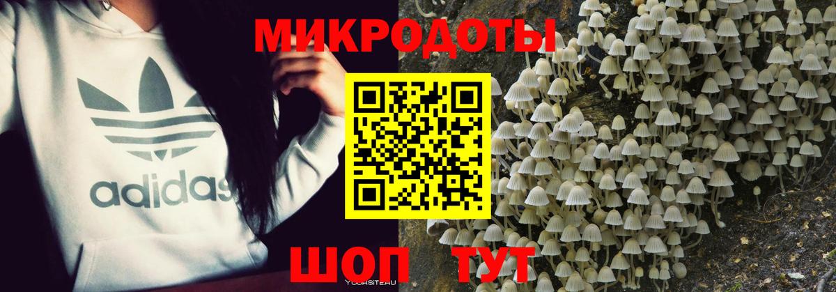 Псилоцибиновые грибы Psilocybe Малоярославец
